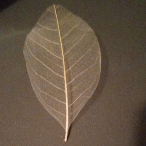 Home Beige 100 Pieces Leaf Vase Filler - Picture 4 of 5